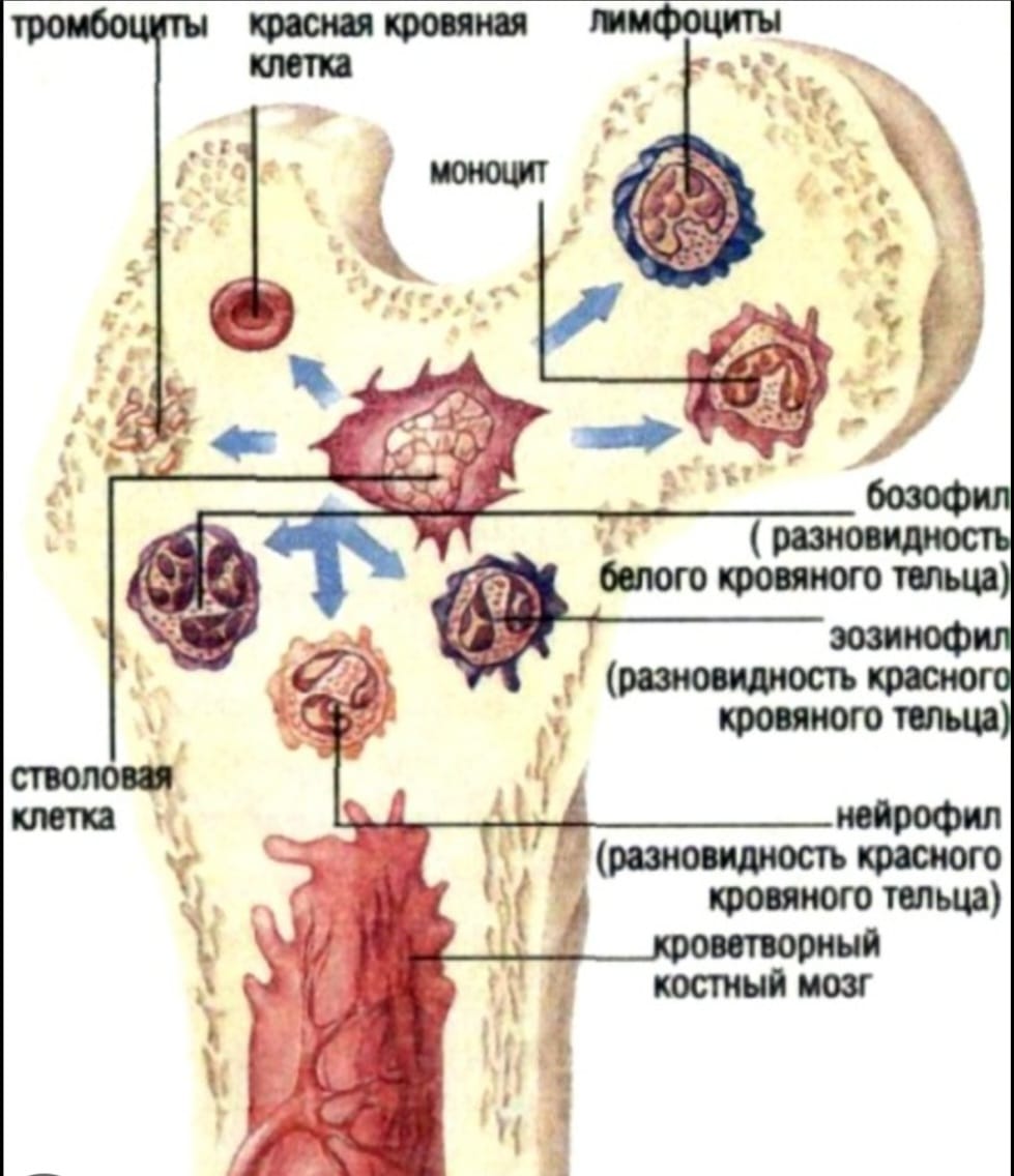 Функции костного мозга в трубчатой кости. Костный мозг анатомия человека. Строение красного костного мозга иммунология. Строение кости и кроветворение. Красный костный мозг анатомия.